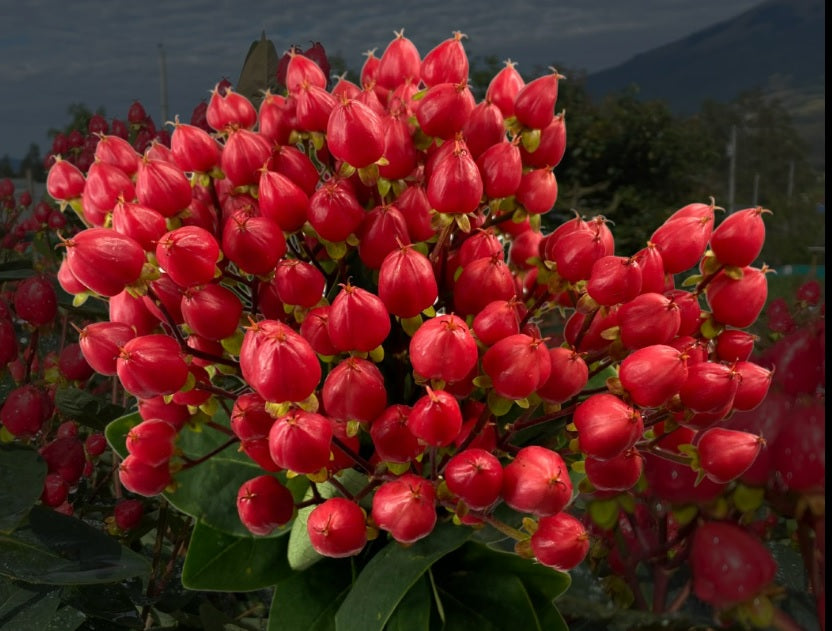 HYPERICUM 70cm RED illusion New Red 10 St(Stems)
