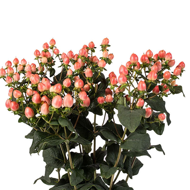 HYPERICUM 60cm PEA Magical Royal Princess 10 St(Stems)