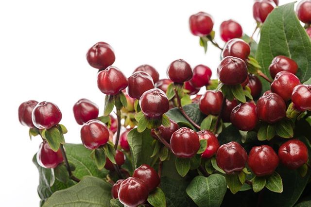 HYPERICUM MAGICAL RED WINE 70cm
