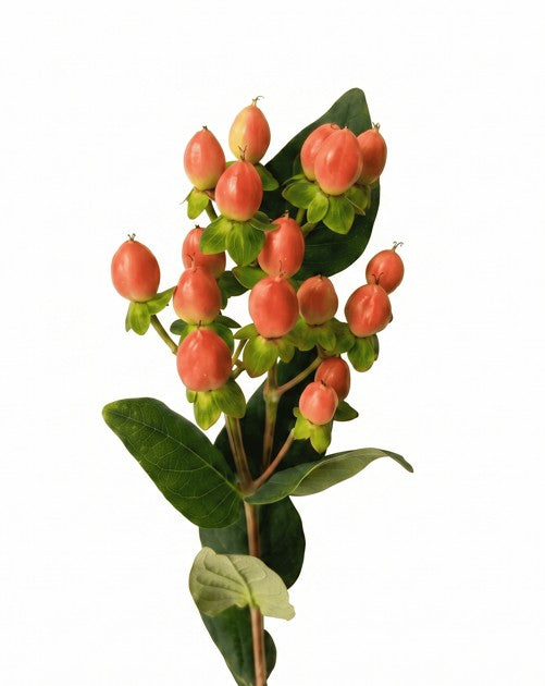 HYPERICUM ORANGE ILLUSION SPRING 10ST 70cm