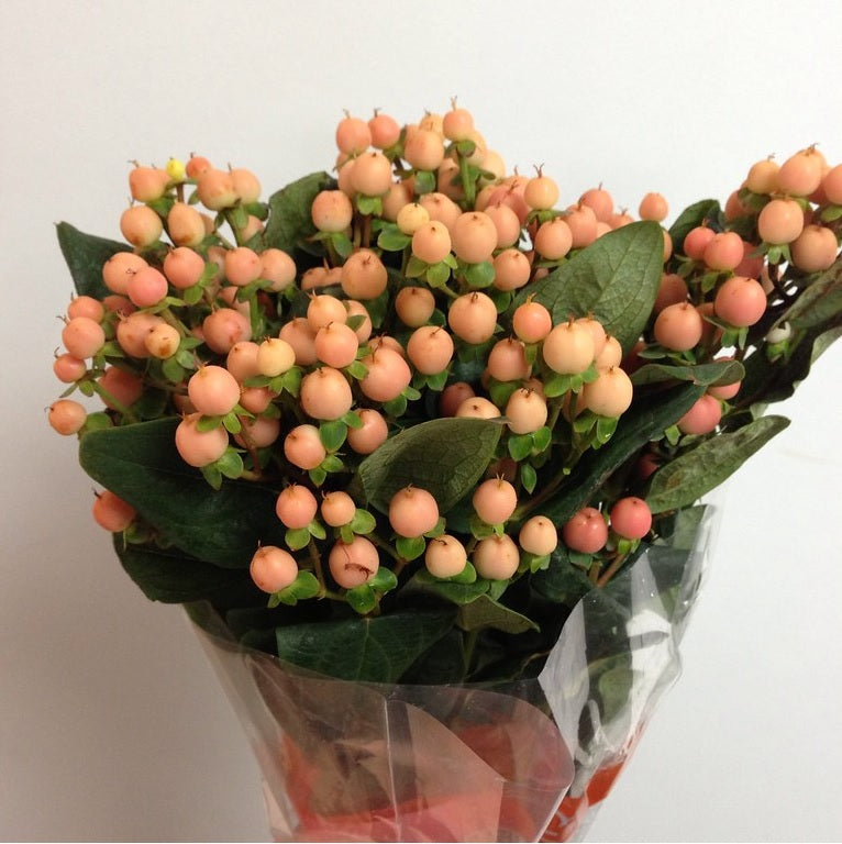 HYPERICUM 60cm PEA Mellow Romance 10st 10 St(Stems)