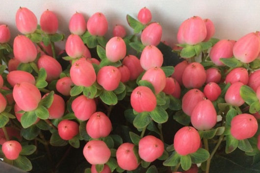 HYPERICUM 60cm PNK Sweet Romance 10 St(Stems)