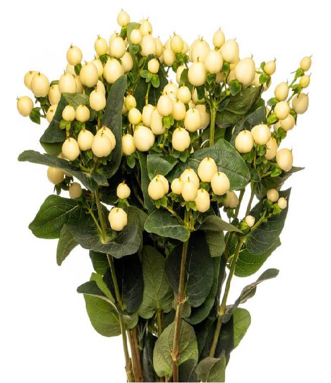 HYPERICUM 60cm CRE Snow Prince 10 St(Stems)