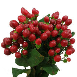 HYPERICUM 60cm RED True Romance 10st 10 St(Stems)