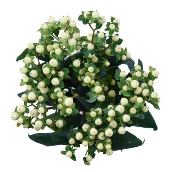 HYPERICUM ROMANCE COOL WHT.10ST 60cm
