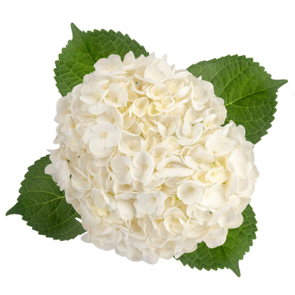 HYDRANGEA WHITE 60CM SELECT