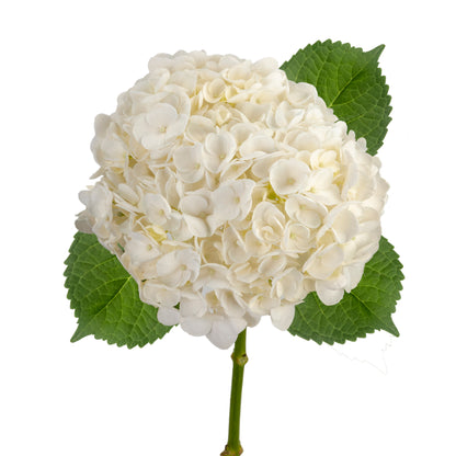 HYDRANGEA WHITE 60CM SELECT