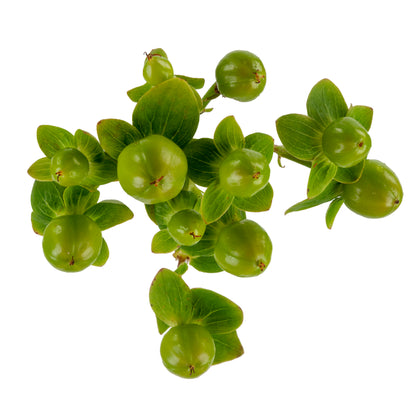 HYPERICUM ROMANCE JUNGLE GREEN