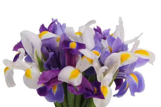 IRIS 60cm AST ASSORTED 10ST 10 St(Stems)