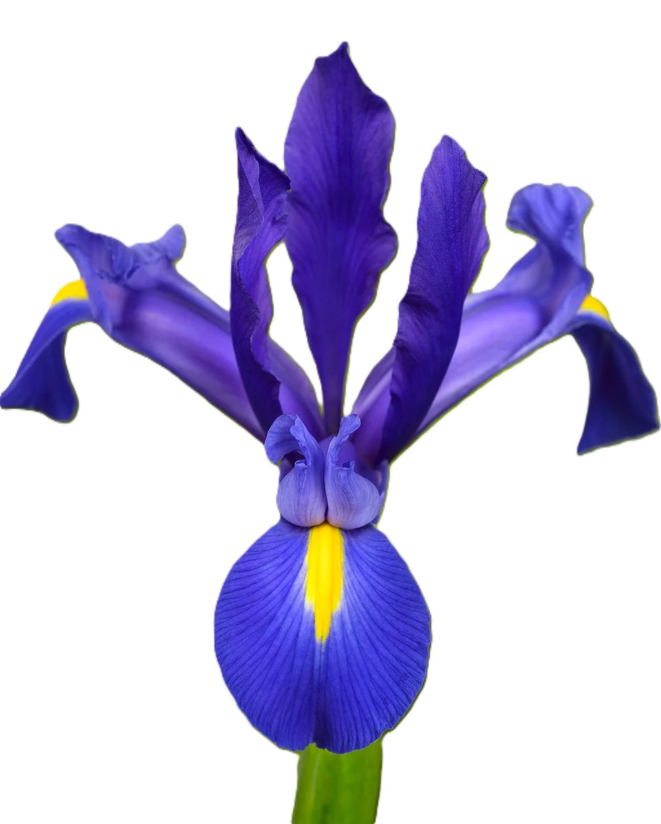 IRIS 60cm BLU Blue Magic 10 St(Stems)