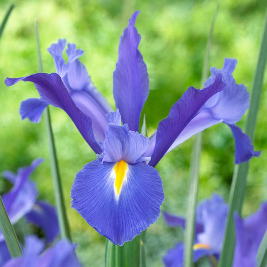 IRIS 60cm BLU Discovery Blue 10st 10 St(Stems)