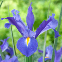 IRIS DISCOVERY DARK BLUE 10ST 60cm