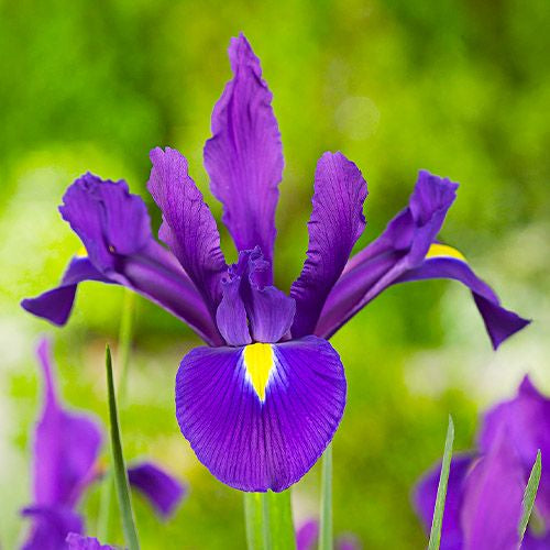 IRIS 60cm PUR VALENTINE 10 St(Stems)