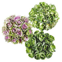 KALE ASSORTED 50cm