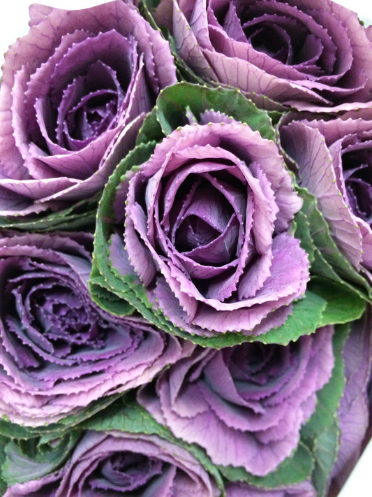 KALE CRANE PURPLE 1ST 50cm