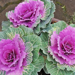 KALE PURPLE 1ST 50cm