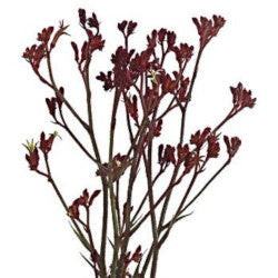 KANGAROO PAW BURGUNDY 5ST 60cm
