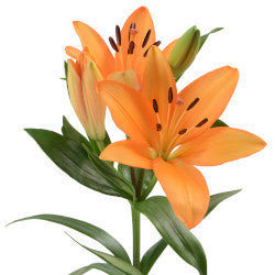 LILIES LA HYB CAESAR PALACE ORANGE 10ST 3-5 BL