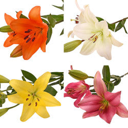 LILIES LA HYB ASSORTED 10ST 3/5