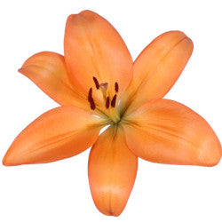 LILIES LA HYB ORANGE 10ST 3-5 BL