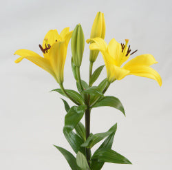 LILIES LA HYB PAVIA YELLOW 10ST 3-5 BL