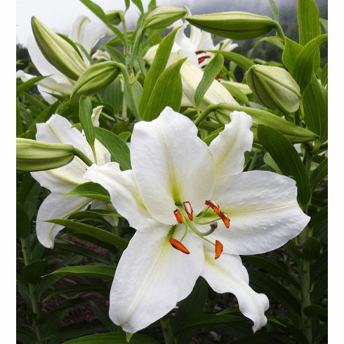 LILIES OR CRYSTAL WHITE 10ST 3-5 BL