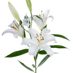 LILIES OR WHITE 10ST 3/5