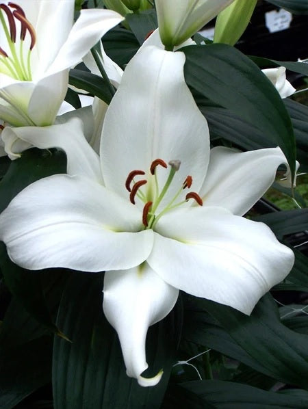 LILIES OR ZAMBESI WHITE 10ST 3-5 BL