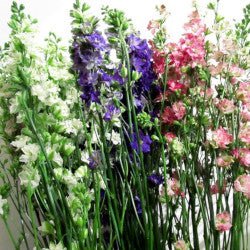 LARKSPUR ASSORTED 10ST 90cm