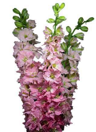 LARKSPUR PINK 80CM