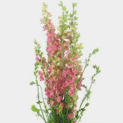 LARKSPUR PINK 10ST 80cm