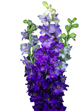 LARKSPUR PURPLE 10ST 80cm