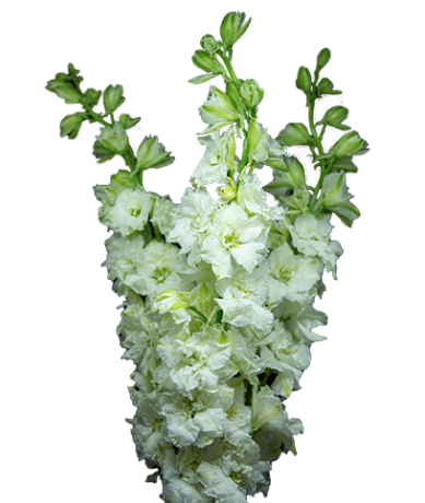 LARKSPUR WHITE 80CM