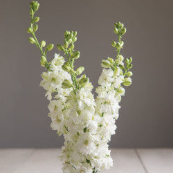 LARKSPUR WHITE 10ST 80cm