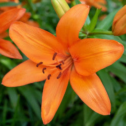 LILIES LA BRUNELLO ORANGE 10ST 3-5 BL