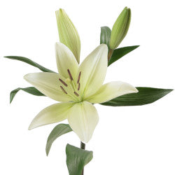 LILIES LA HYB WHITE 3-5 BL