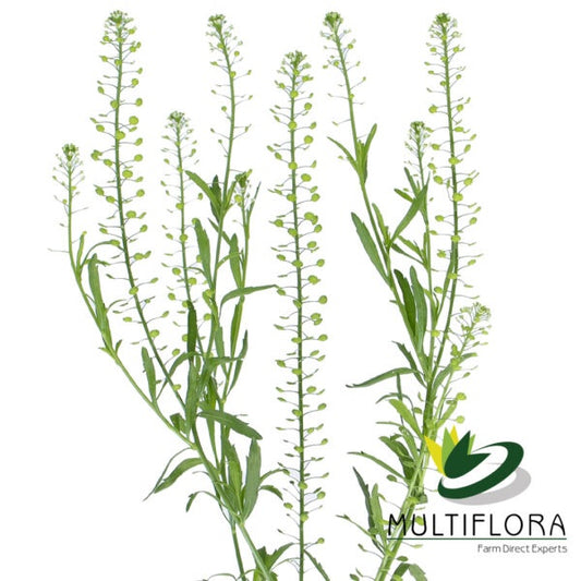 LEPIDIUM GREEN DRAGON 10ST 70CM