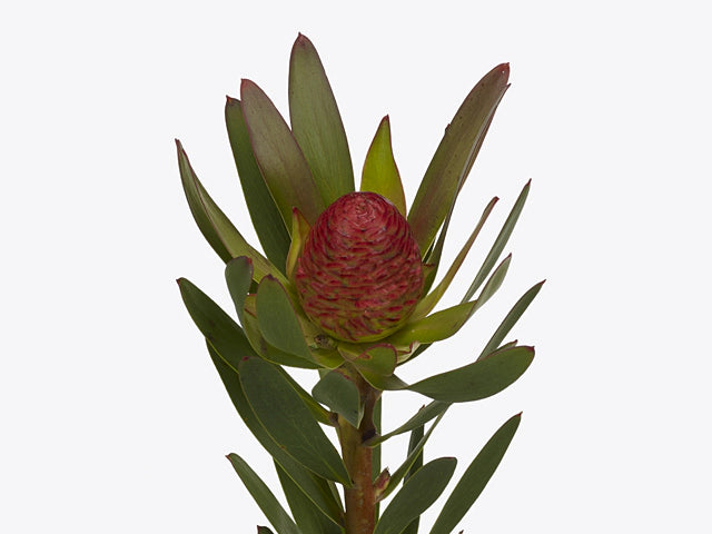 LEUCADENDRON 70cm GRE Ayoba Fresa 10st 10 St(Stems)