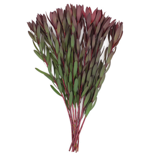 LEUCADENDRON SAFARI SUNSET 10ST 60cm