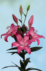 LILY 3-5 BL LPK HYB Arbatax 10 St(Stems)