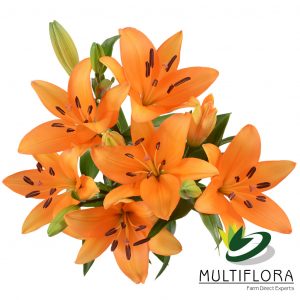 LILY 2-6 BL ORA LA Caesars Palace 10 St(Stems)