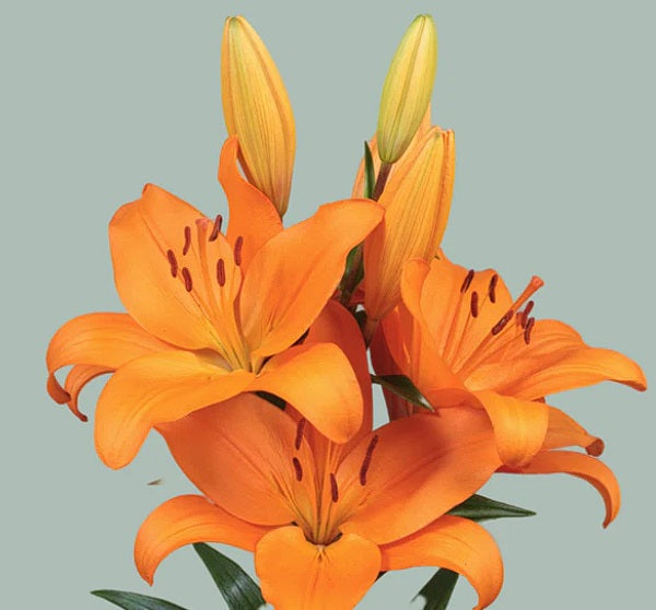 LILY 3-5 BL ORA L.A. Hyb. Cortona 10st 10 St(Stems)