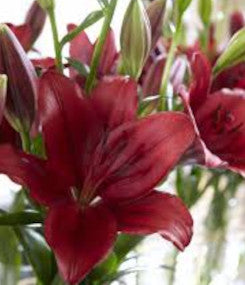 LILY 3-5 BL RED LA HYB DINAMYX 10ST 10 St(Stems)