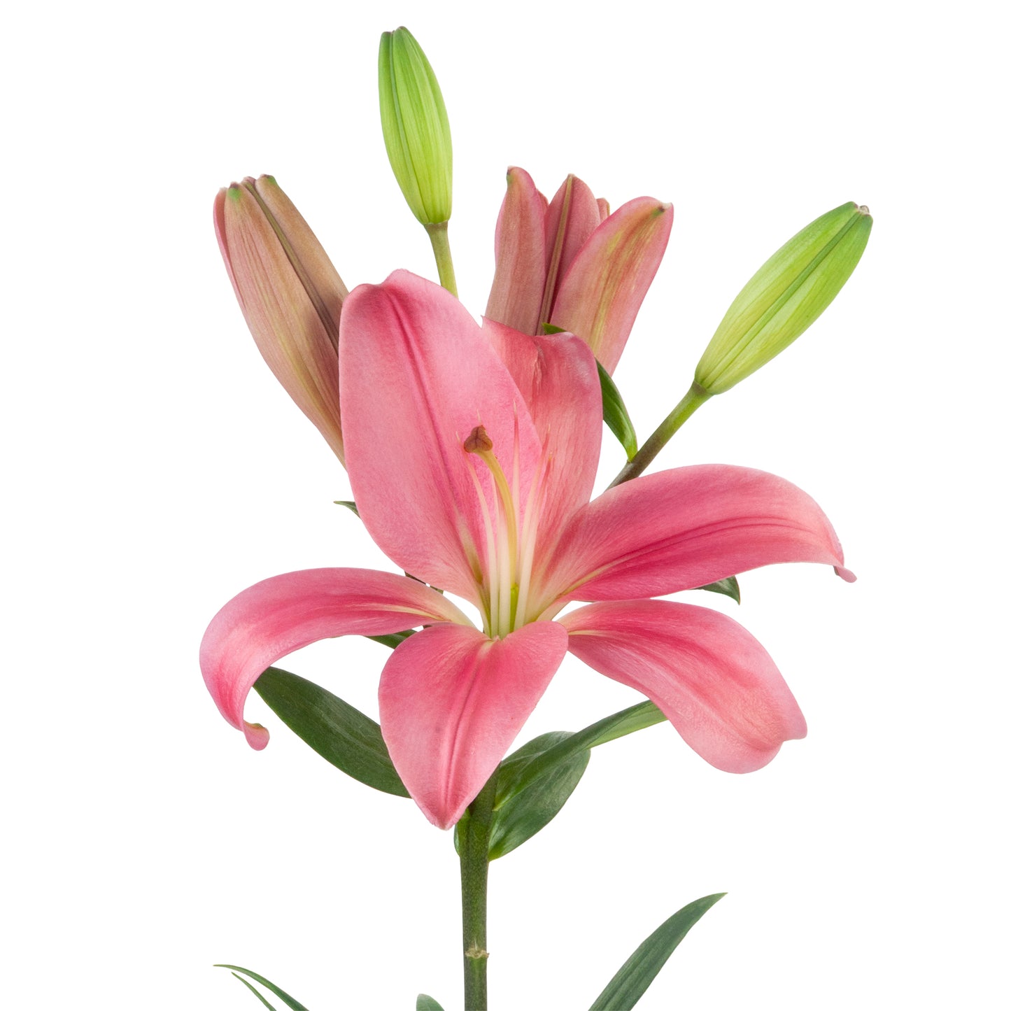 LILIES LA HYB PINK 3/5