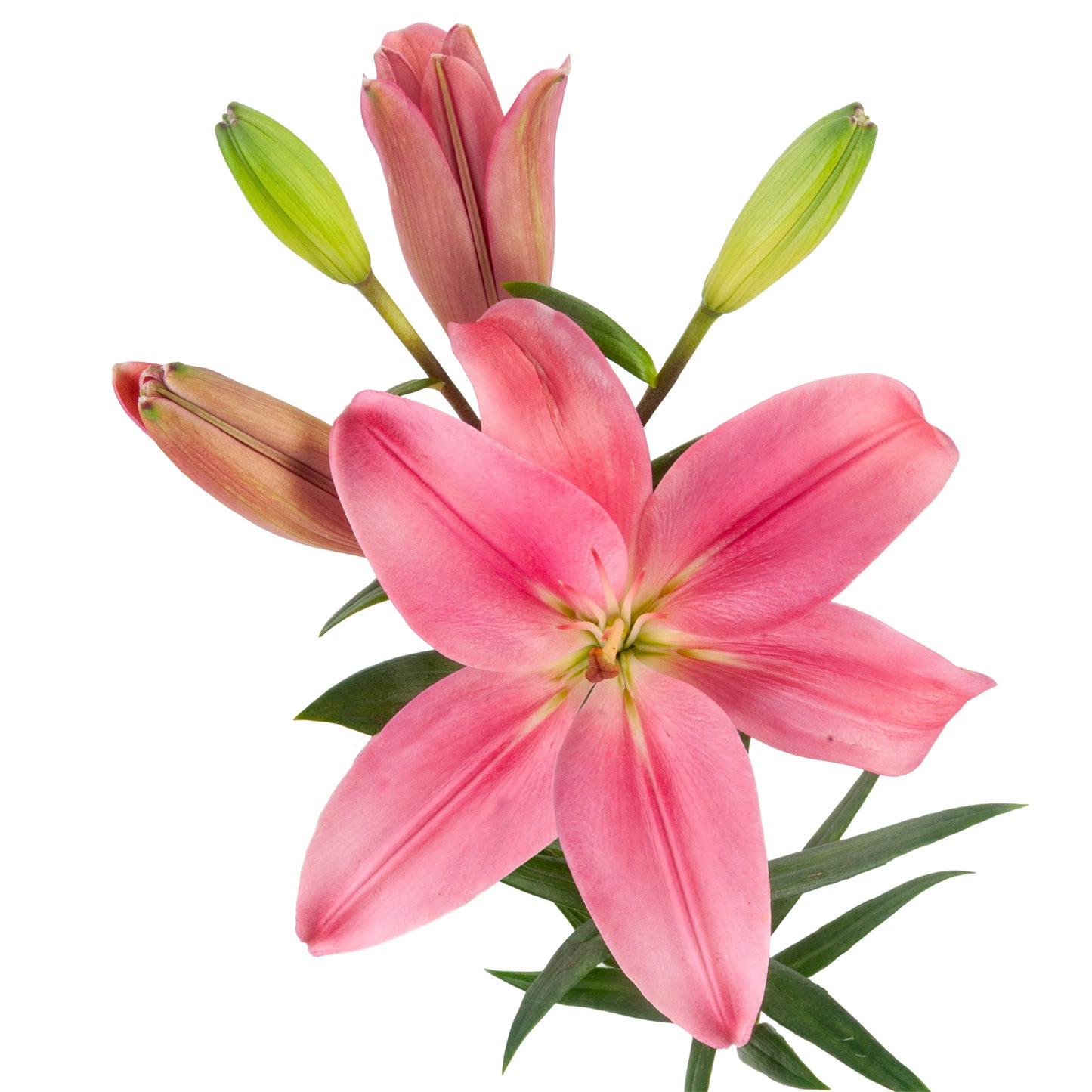 LILIES LA HYB PINK 3/5