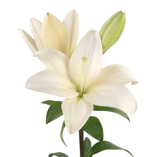 LILIES OR CRYSTAL WHITE 3/5