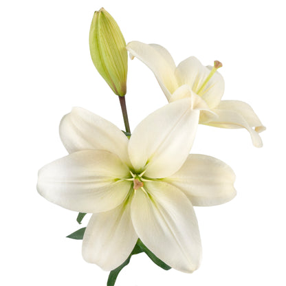 LILIES LA HYB LITOUWEN WHITE 3/5