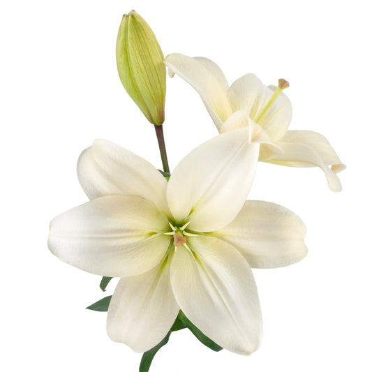 LILIES LA HYB LITOUWEN WHITE 3/5