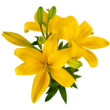 LILIES LA HYB YELLOW 3/5