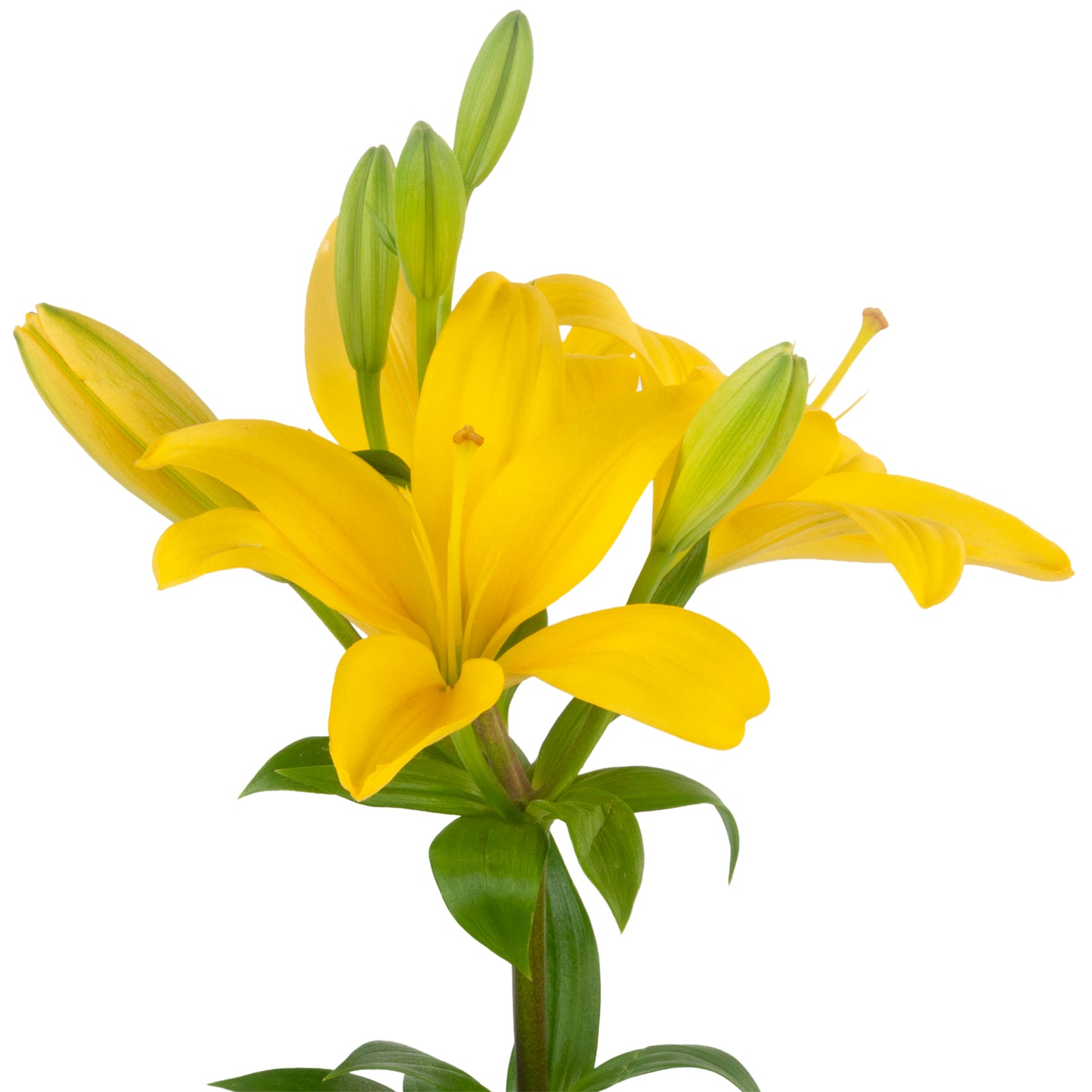 LILIES LA HYB YELLOW 3/5
